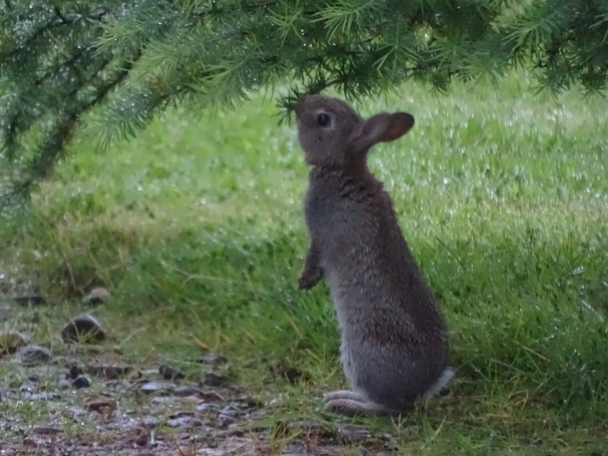 BC Garden Rabbit