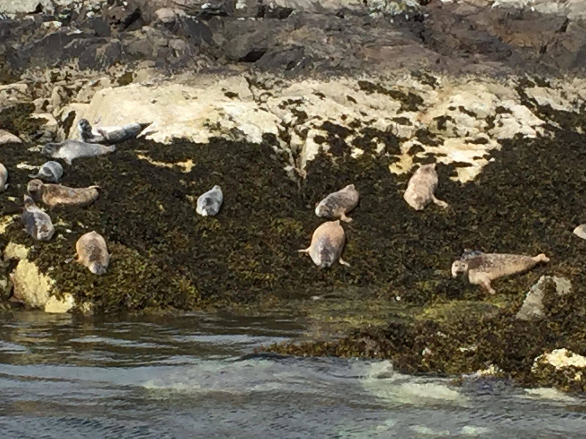 More of the locals at Sandaig...